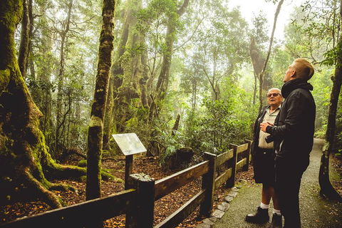 Full-day Springbrook National Park Tour From The Gold Coast - Restaurant Canberra 1