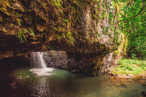 Full-day Springbrook National Park Tour From The Gold Coast - Restaurant Canberra 4