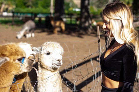 O'Reilly's & Lamington National Park Incl. Alpaca Farm + Vineyard - Restaurant Canberra 3