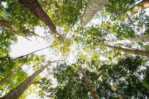 Fraser Island 4WD Tour From Noosa - Restaurant Canberra 0