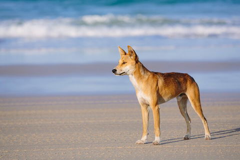 Fraser Island 4WD Tour From Noosa - Restaurant Canberra 5