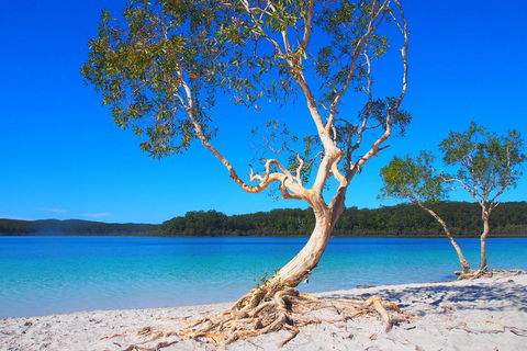 Fraser Island 4WD Tour From Rainbow Beach - Restaurant Canberra 5