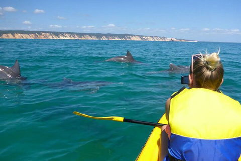 Kayak With Dolphins And 4WD Great Beach Drive Day Trip From Noosa - Restaurant Canberra 1