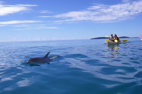 Kayak With Dolphins And 4WD Great Beach Drive Day Trip From Noosa - Restaurant Canberra 2