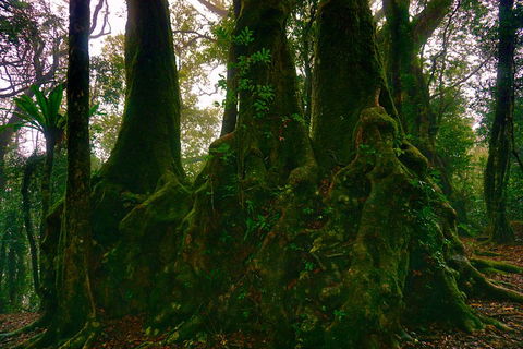 Private Tour - Rainforest & Waterfalls Extravaganza - Restaurant Canberra 5