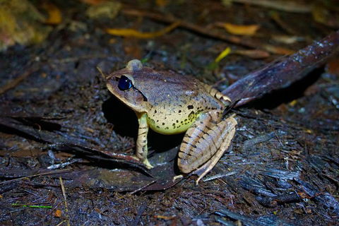 Glow Worms Private Tour - Nocturnal Rainforest Walk - Restaurant Canberra 0