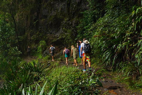 Glow Worms Private Tour - Nocturnal Rainforest Walk - Restaurant Canberra 1