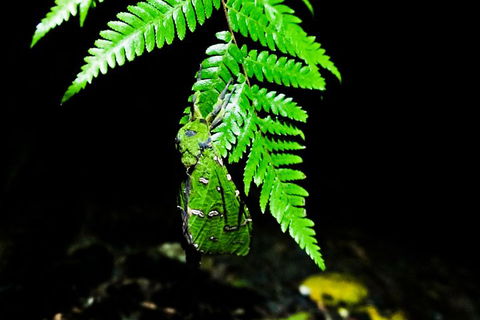 Glow Worms Private Tour - Nocturnal Rainforest Walk - Restaurant Canberra 2
