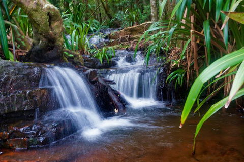 Glow Worms Private Tour - Nocturnal Rainforest Walk - Restaurant Canberra 5