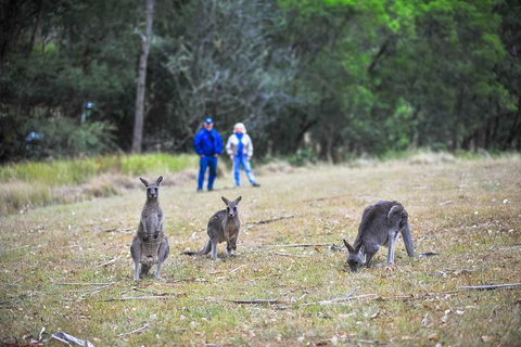 Private Blue Mountains And Winery Day-Trip From Sydney - Restaurant Canberra 5