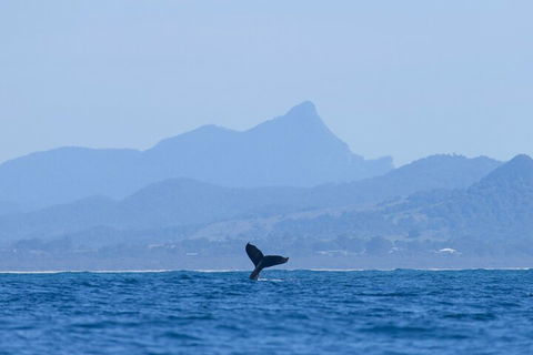 The Byron Bay Sea Kayak Tour - Restaurant Canberra 0