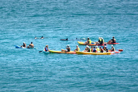 The Byron Bay Sea Kayak Tour - Restaurant Canberra 1