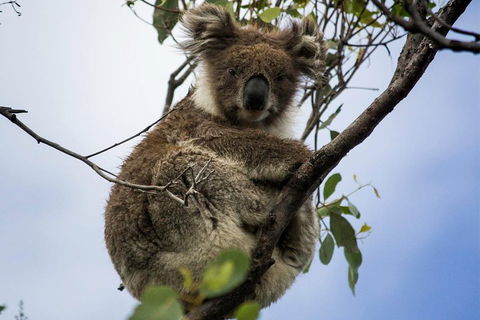 Phillip Island And French Island Wildlife Expedition - Restaurant Canberra 3