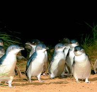 Phillip Island Penguins Private Tour - Restaurant Canberra
