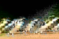 Phillip Island Penguins Private Tour, Melbourne