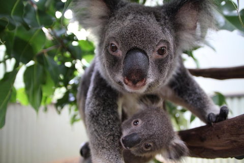 Kuranda Day Tour, TKS-RFS GRAND GOLD PLUS 0930 - Restaurant Canberra 1