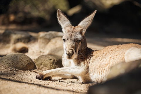 Sydney Taronga Zoo's Australian Animals Tour - Restaurant Canberra 2