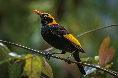 O'Reilly's & Lamington National Park From Gold Coast - Restaurant Canberra 1