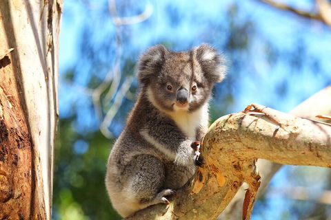LGBT+ Friendly 2 Day Private Tour Great Ocean Road + Phillip Island - Restaurant Canberra 1
