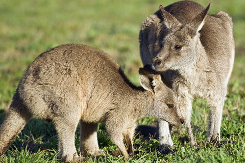 LGBT+ Friendly Full Day Phillip Island Private Tour - Restaurant Canberra 3