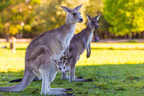 LGBT+ Friendly Full Day Phillip Island Private Tour - Restaurant Canberra 4