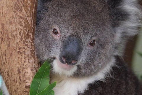 All Inclusive Blue Mountains Small-Group Day Trip From Sydney - Restaurant Canberra 1