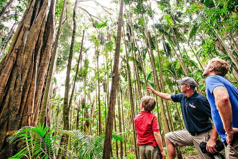 Natural Bridge & Springbrook Waterfalls Tour + Hot Air Balloon With Breakfast - Restaurant Canberra 5