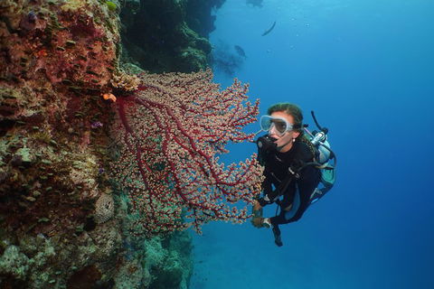 Silversonic Outer Great Barrier Reef Dive And Snorkel Cruise From Port Douglas - Restaurant Canberra 0