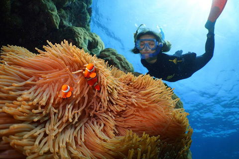 Silversonic Outer Great Barrier Reef Dive And Snorkel Cruise From Port Douglas - Restaurant Canberra 3
