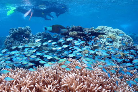 Silversonic Outer Great Barrier Reef Dive And Snorkel Cruise From Port Douglas - Restaurant Canberra 5