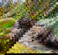 Cradle Mountain National Park Day Tour from Launceston - Restaurant Canberra