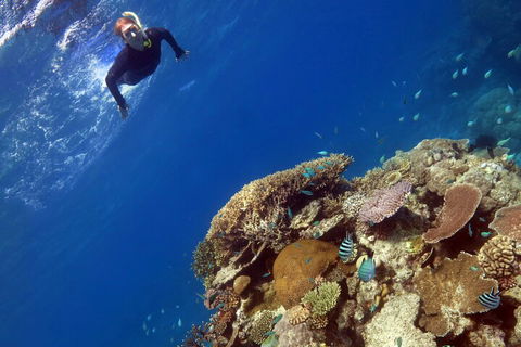 Silverswift Outer Great Barrier Reef Dive And Snorkel Cruise From Cairns - Restaurant Canberra 3