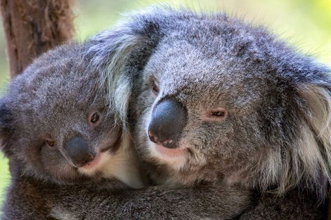 Half-Day Or Full-Day Tour With Private Guide From Melbourne - Restaurant Canberra 1