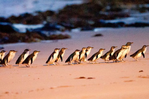 Half-Day Or Full-Day Tour With Private Guide From Melbourne - Restaurant Canberra 5