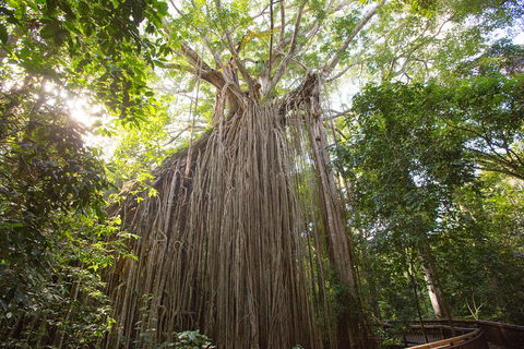 Double Pack-Ancient Rainforest And Waterfalls! - Restaurant Canberra 5
