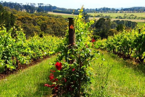 Mornington Peninsula Sightseeing Tour For 2-6 Guests. - Restaurant Canberra 3