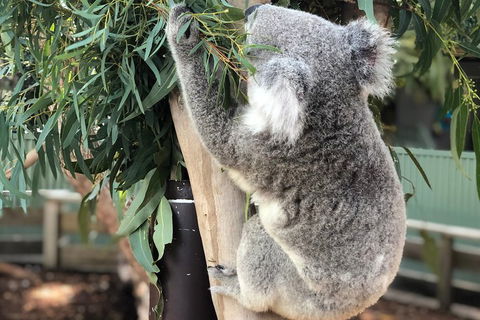 Private Blue Mountains And Wildlife Park Tour From Sydney With Barbecue Lunch - Restaurant Canberra 0