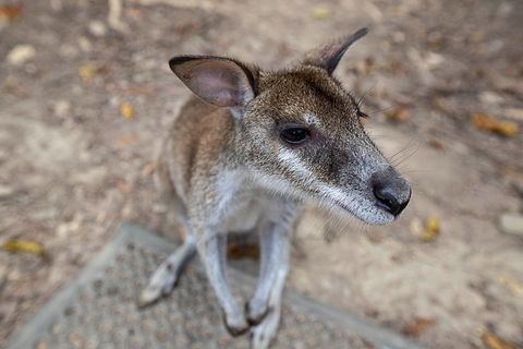 2 Day Daintree Rainforest, Cape Tribulation And Outback Chillagoe Tour - Restaurant Canberra 4