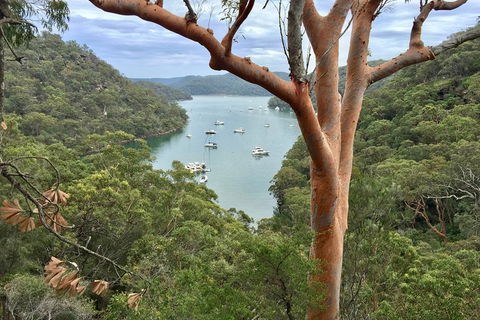 Shore Excursion: Sydney's Northern Beaches & Ku-ring-gai National Park Bus Tour - Restaurant Canberra 1