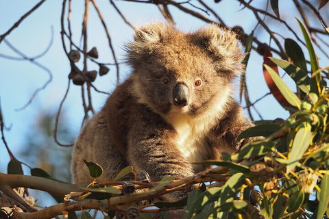 2-Hour Koala Walking Tour In Kangaroo Island - Restaurant Canberra 0