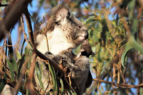 2-Hour Koala Walking Tour In Kangaroo Island - Restaurant Canberra 1