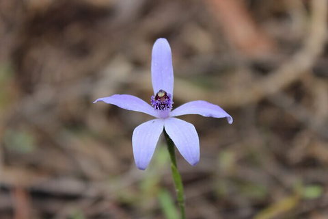 2-Hour Koala Walking Tour In Kangaroo Island - Restaurant Canberra 2