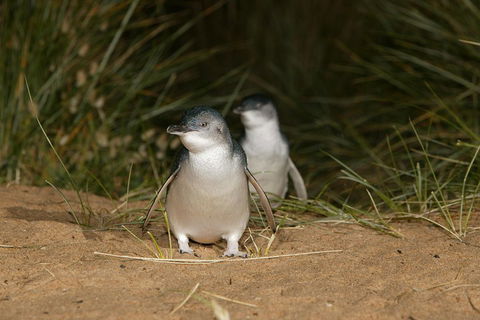 Phillip Island Penguin, Brighton Beach, Moonlit Sanctuary From Melbourne - Restaurant Canberra 2