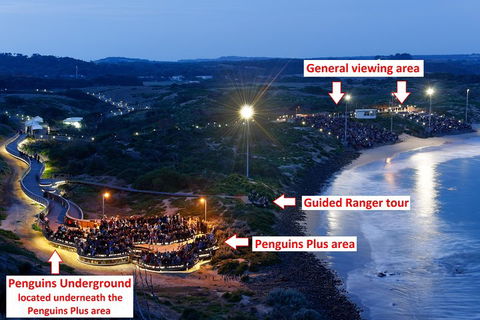 Phillip Island Penguin, Brighton Beach, Moonlit Sanctuary From Melbourne - Restaurant Canberra 4