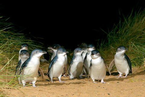 Phillip Island Penguin, Brighton Beach, Moonlit Sanctuary From Melbourne - Restaurant Canberra 5