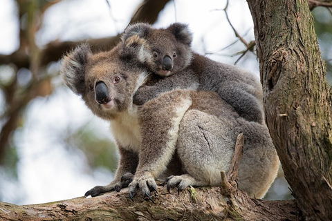 Great Ocean Road Sunset Tour From Melbourne - Restaurant Canberra 0