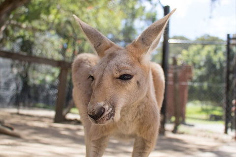 Currumbin Wildlife Sanctuary General Entry Ticket - Restaurant Canberra 2
