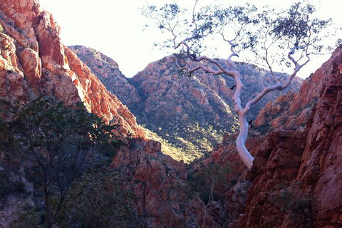 West MacDonnell Private Tour With Transfer - Restaurant Canberra 3