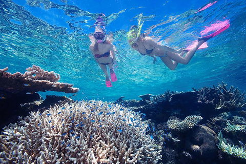 Great Barrier Reef Scenic Helicopter Tour And Cruise From Cairns - Restaurant Canberra 3