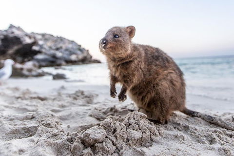 Rottnest Island All-Inclusive Grand Island Tour From Fremantle - Restaurant Canberra 2